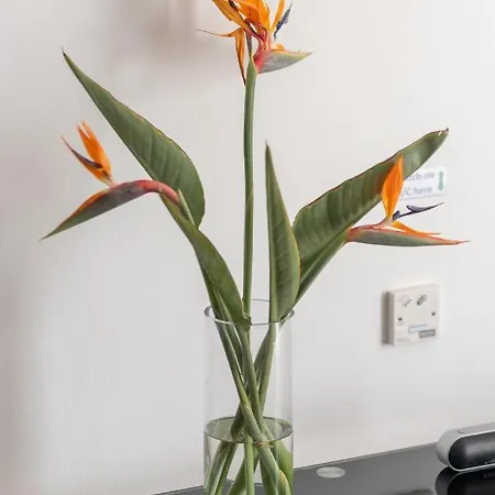 Narcissos 'nissi Beach' C12